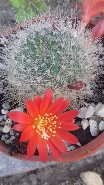 necunoscut 7 - 000 ajutor identificare