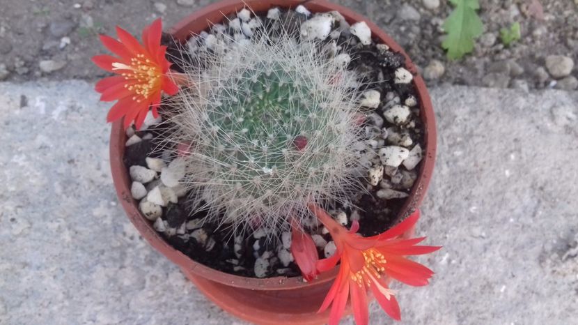  - 000 ajutor identificare