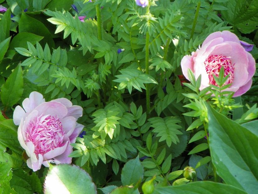 Do Tell - Bujori 2017