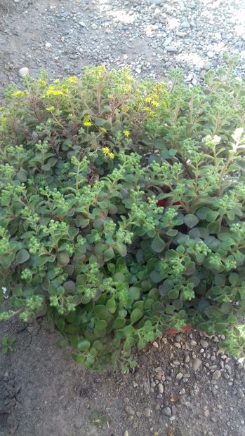 aichryson laxum - 000 ajutor identificare