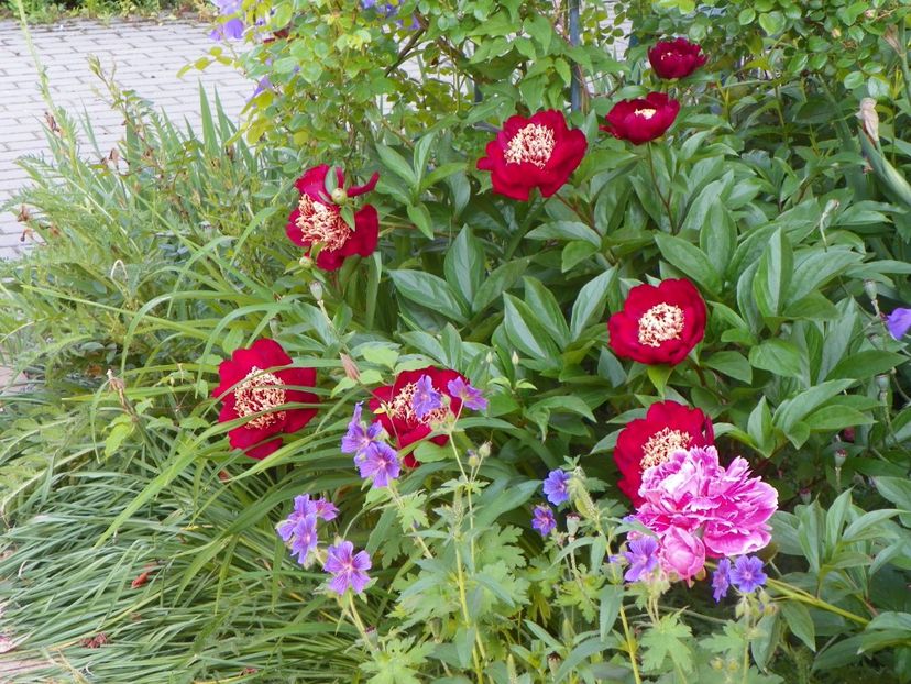 Nippon Beauty - Bujori 2017