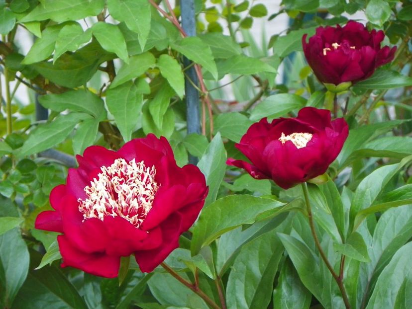 Nippon Beauty - Bujori 2017