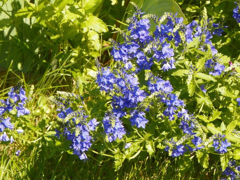 4 iun (75) - Vara 2017