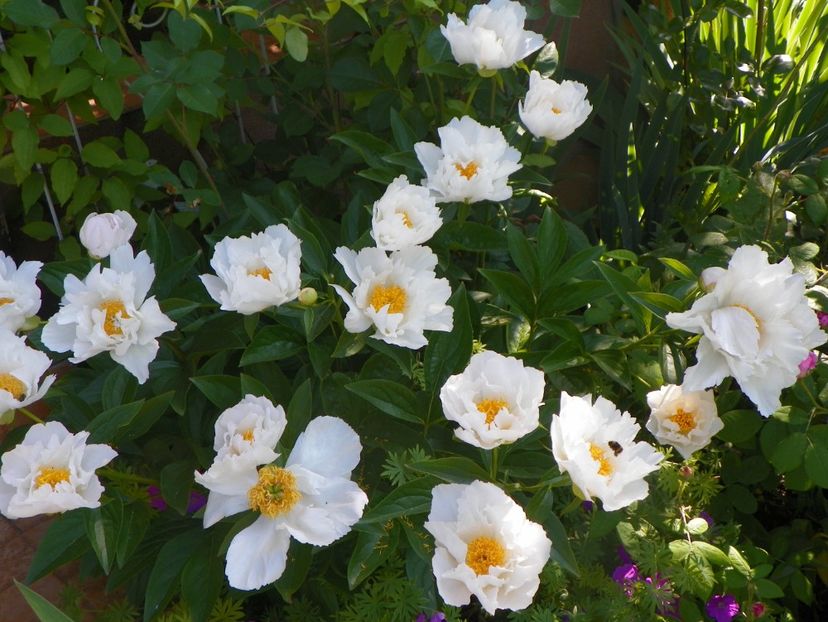 Krinkled White - Bujori 2017