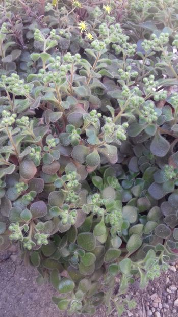 aichryson laxum - 000 ajutor identificare