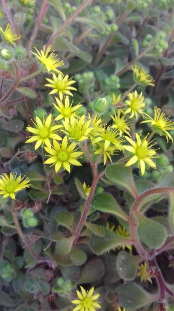 aichryson laxum - 000 ajutor identificare