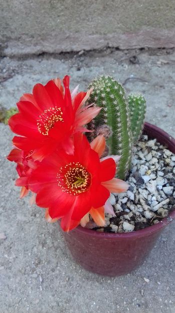  - 000 ajutor identificare