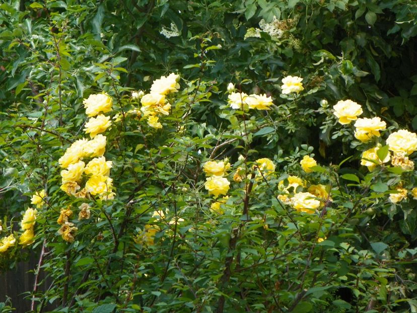 Persian Yellow - Trandafiri 2017-1
