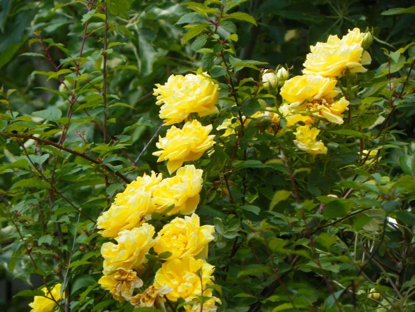 Persian Yellow - Trandafiri 2017-1
