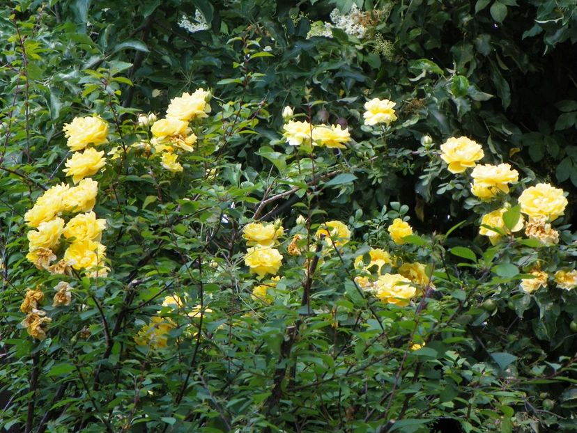 Persian Yellow - Trandafiri 2017-1