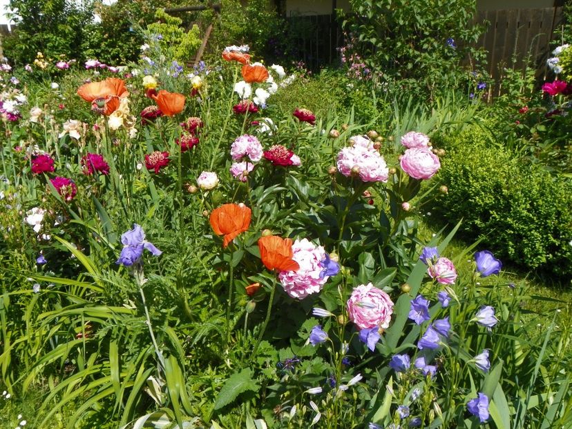 4 iun (39) - Gradina 2017
