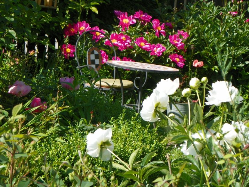 4 iun (68) - Gradina 2017