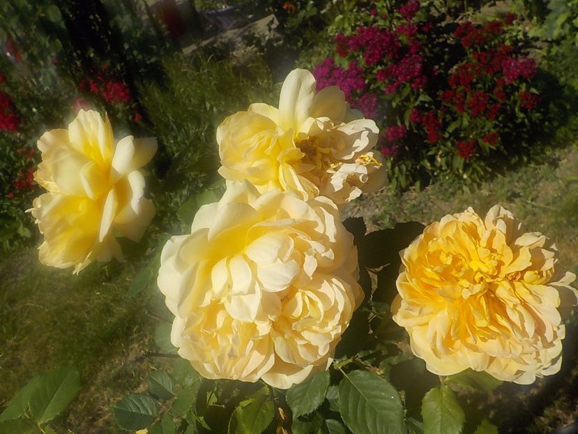  - golden celebration