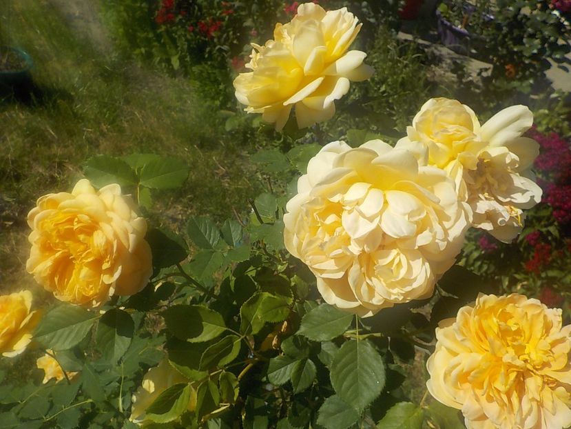  - golden celebration