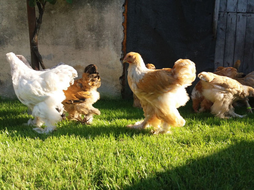 04.06.2017 012 - pui brahma seria 2 2017