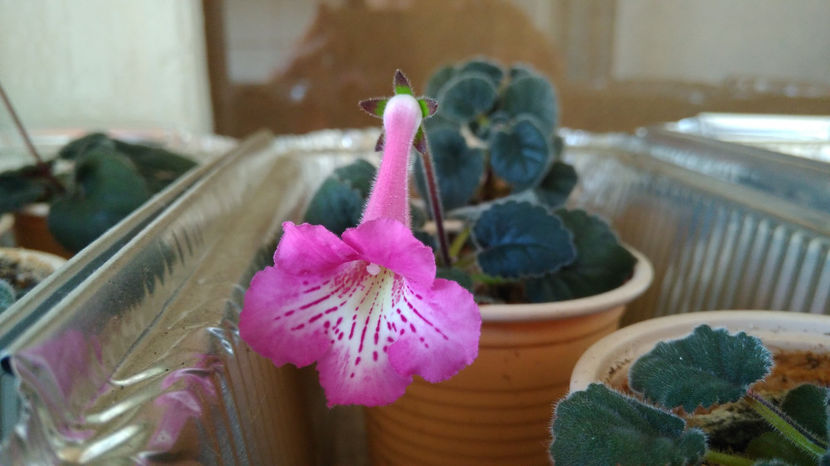  - Mini Sinningia 2017