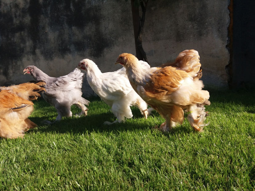 04.06.2017 013 - pui brahma seria 2 2017