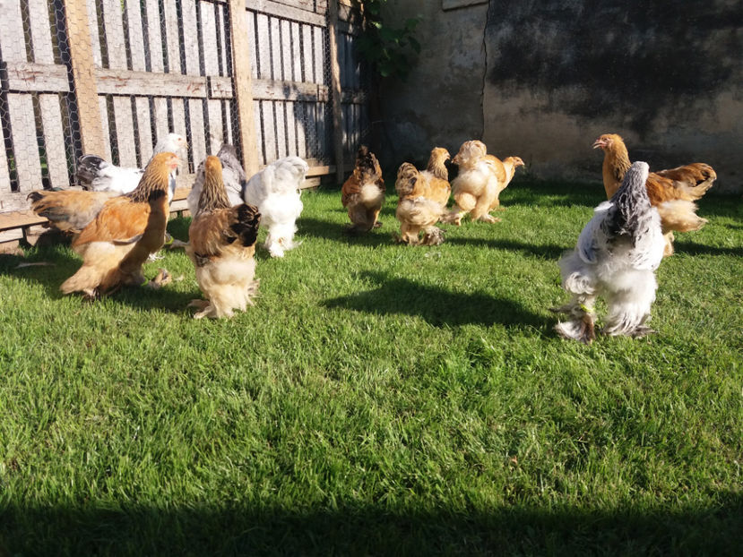 04.06.2017 018 - pui brahma seria 2 2017