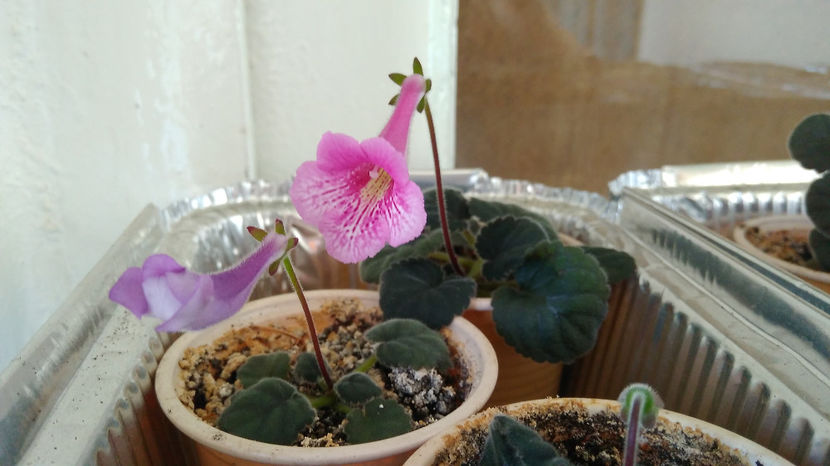  - Mini Sinningia 2017