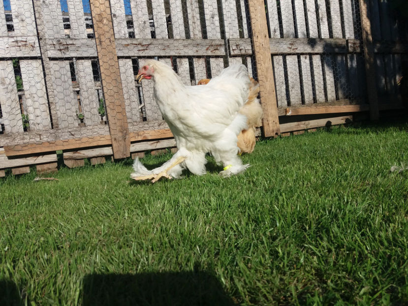 04.06.2017 021 - pui brahma seria 2 2017