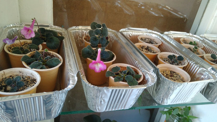  - Mini Sinningia 2017