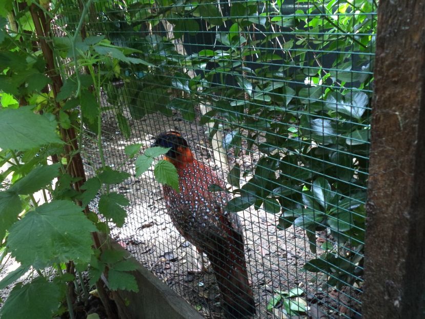  - Tragopan temminck