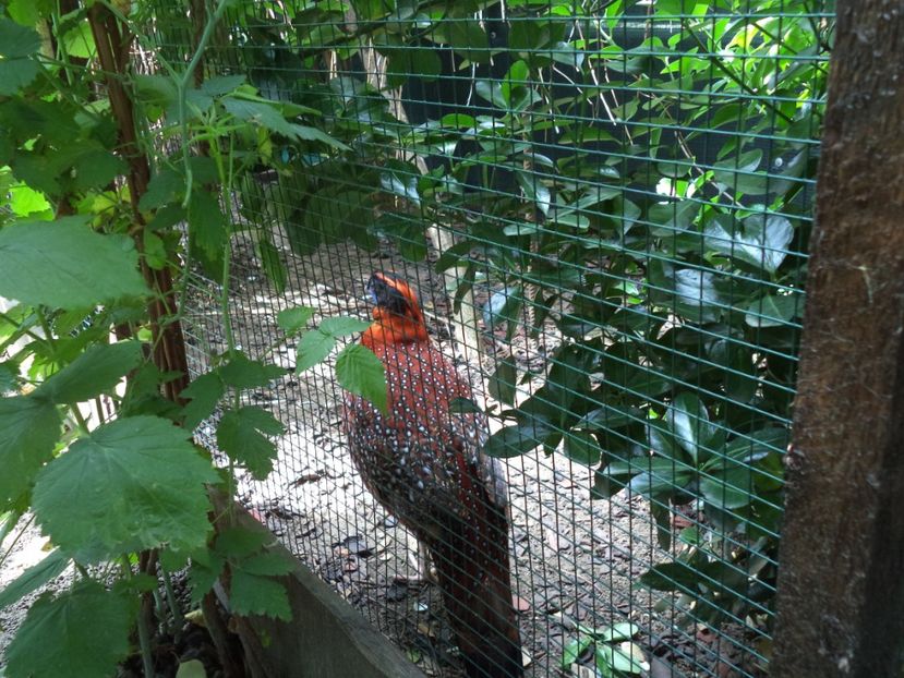  - Tragopan temminck