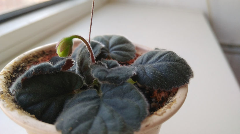  - Mini Sinningia 2017