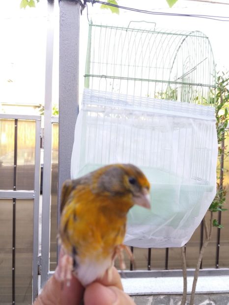  - bastard canarusi 2016