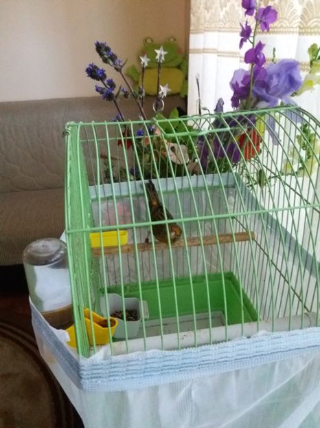  - bastard canarusi 2016