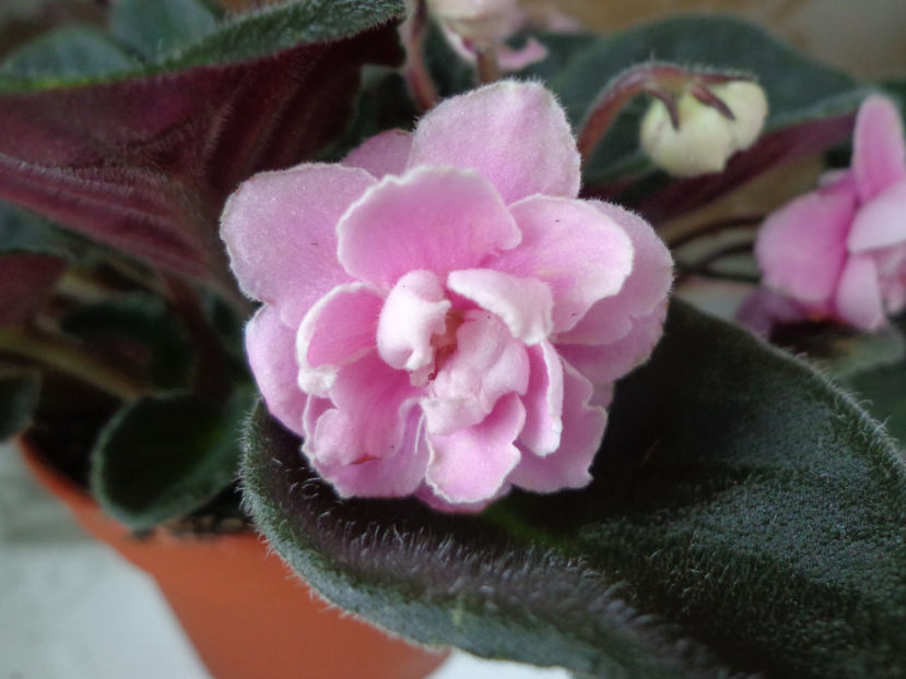 Optimara 'My Delight' - Violete 2018