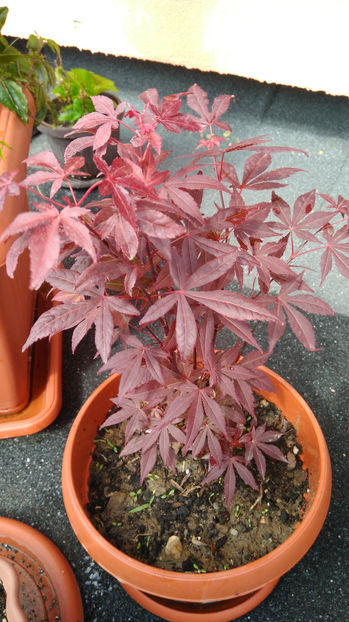 Artar japonez - Terasa