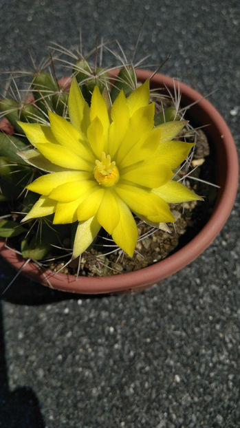 Mammillaria longimamma - Cactusi 2017