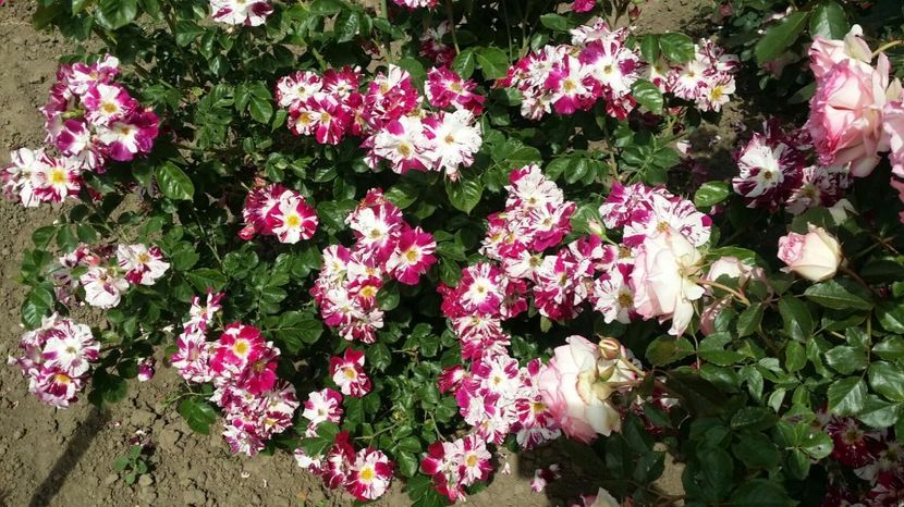 IMG-20170604-WA0065 - purple splash