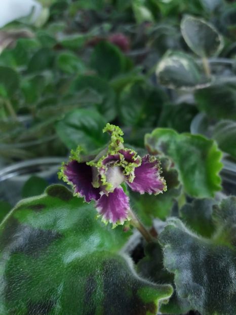 4 iunie - Purple Passion Sport