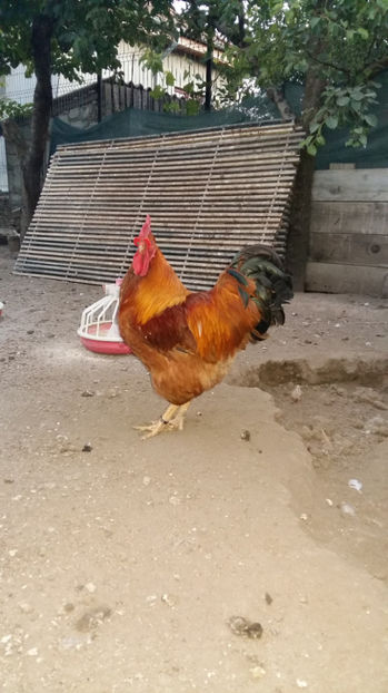 Cocos New Hampshire - 2017 New Hampshire