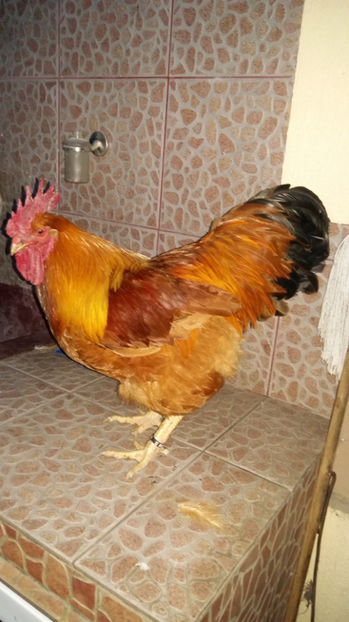 Cocos New Hampshire - 2017 New Hampshire