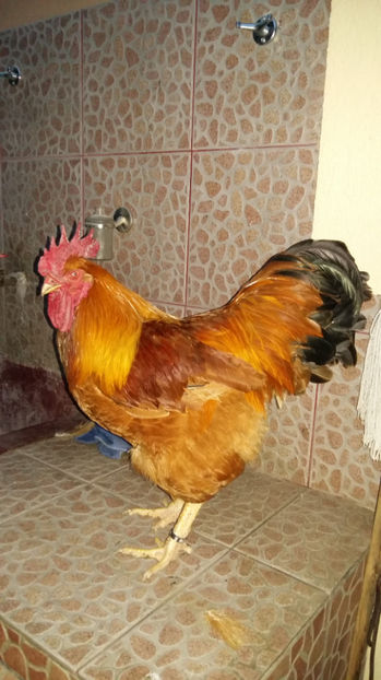 Cocos New Hampshire - 2017 New Hampshire