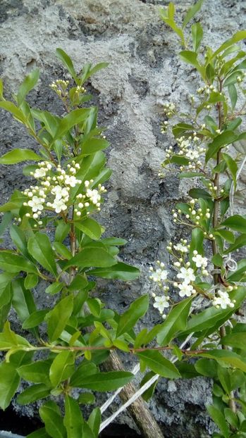 Pyracantha - Din gradina mamei