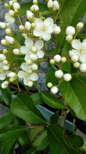 Pyracantha-floare si boboci - Din gradina mamei