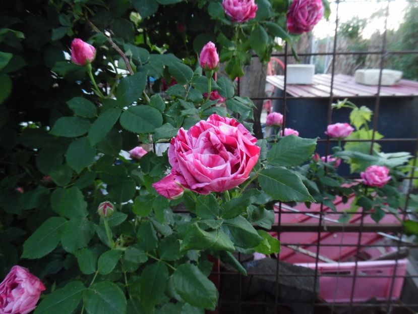  - Dimov 21 Honorine de Brabant
