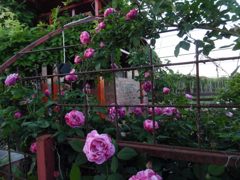  - Dimov 21 Honorine de Brabant