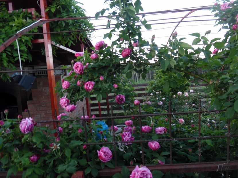  - Dimov 21 Honorine de Brabant