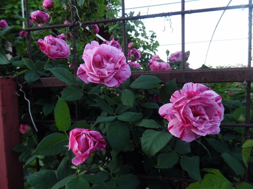  - Dimov 21 Honorine de Brabant