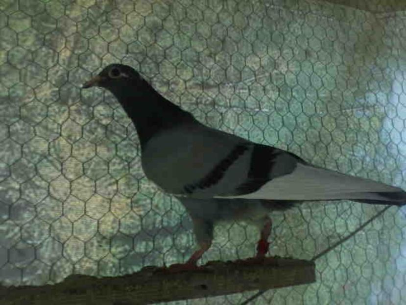 110 - X-Porumbei vinduti