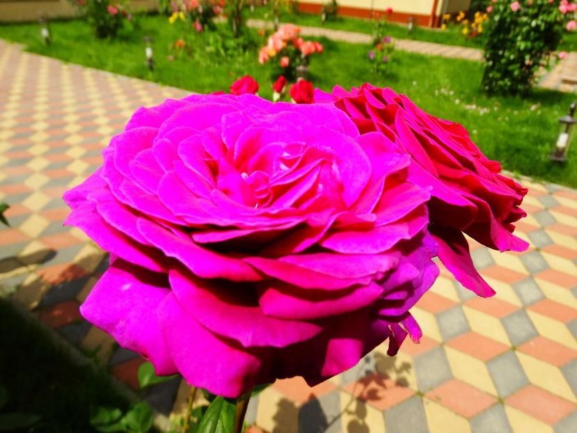  - Big Purple