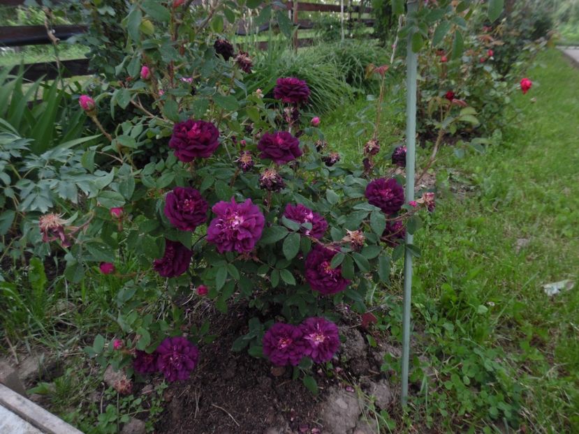  - Moss Nuits de Young