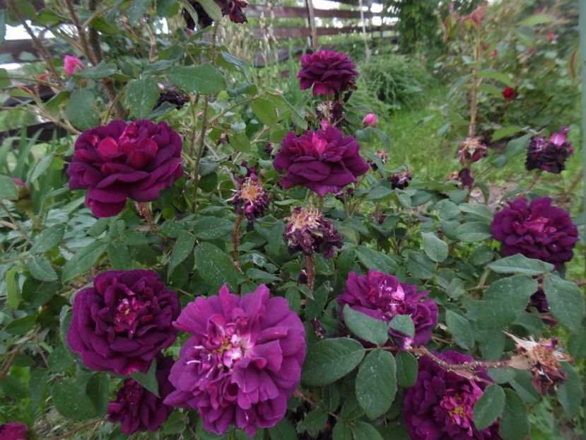  - Moss Nuits de Young