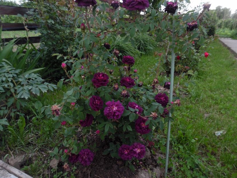  - Moss Nuits de Young