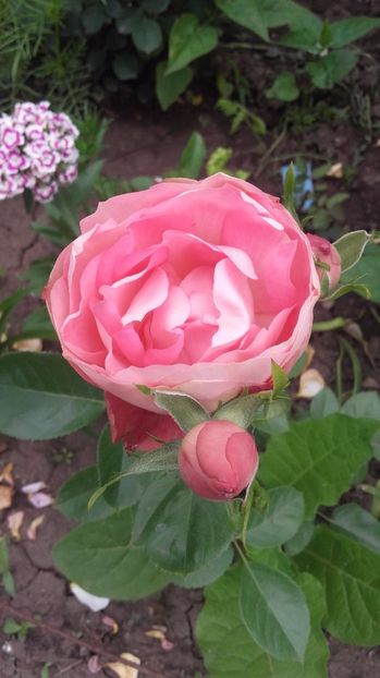 acropolis - Acropolis